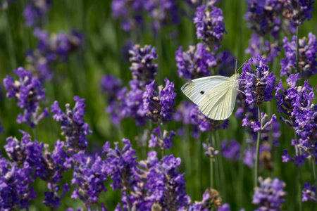 Small white butterfly (Pieris rapae) perched on lavender in Zurich, Switzerlandの写真素材