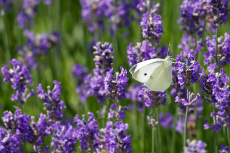 Small white butterfly (Pieris rapae) perched on lavender in Zurich, Switzerlandの写真素材