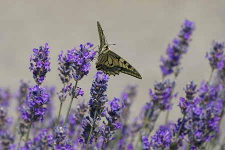 Old World Swallowtail or common yellow swallowtail (Papilio machaon) sitting on lavender in Zurich,...