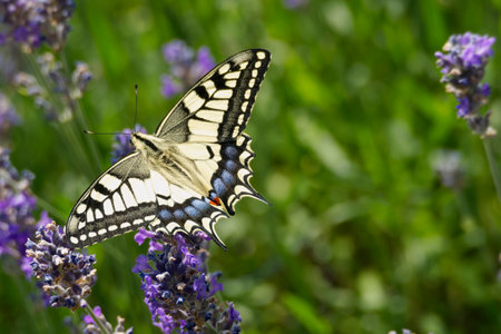 Old World Swallowtail or common yellow swallowtail (Papilio machaon) sitting on lavender in Zurich, Switzerlandの写真素材
