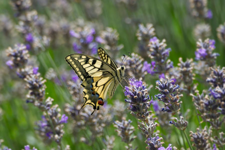 Old World Swallowtail or common yellow swallowtail (Papilio machaon) sitting on lavender in Zurich, Switzerlandの写真素材