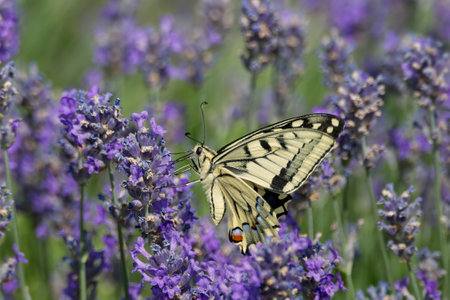 Old World Swallowtail or common yellow swallowtail (Papilio machaon) sitting on lavender in Zurich, Switzerlandの写真素材