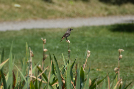 Juvenile Black Redstart (Phoenicurus ochruros) sitting on a flower in Zurich, Switzerland