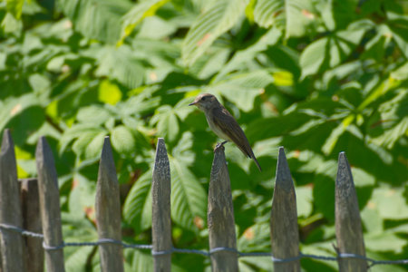 Spotted flycatcher (Muscicapa striata) sitting on wood fence in Zurich, Switzerland