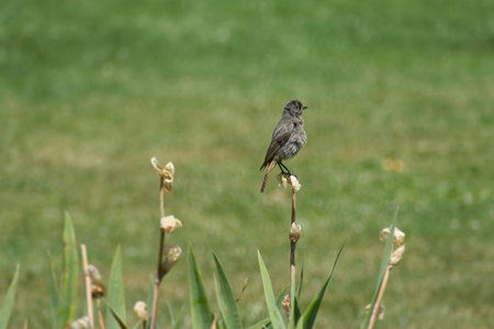 Juvenile Black Redstart (Phoenicurus ochruros) sitting on a flower in Zurich, Switzerland