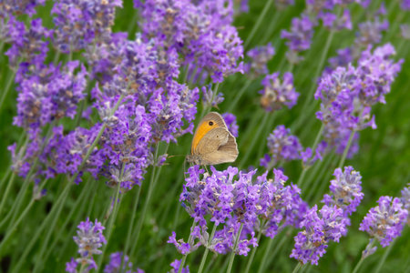 Meadow brown (maniola jurtina) butterfly perched on lavender in Zurich, Switzerland