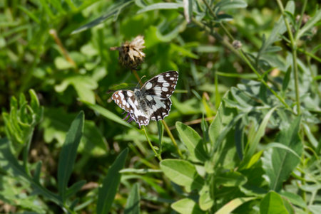 Marbled White (Melanargia galathea) butterfly sitting on a pink scabiosa in Zurich, Switzerlandの写真素材