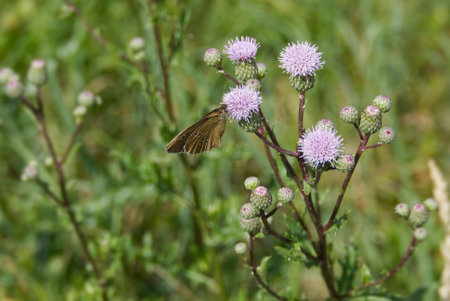 Ringlet (Aphantopus hyperantus) butterfly sitting on a pink flower in Zurich, Switzerlandの写真素材