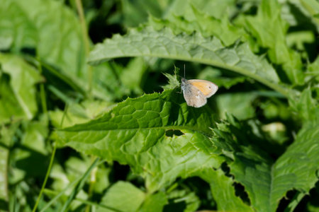 Small Heath (Coenonympha pamphilus) butterfly sitting on a green leaf in Zurich, Switzerland