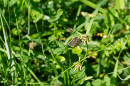 Brown Argus (Aricia agestis) butterfly sitting on a flower in Zurich, Switzerland