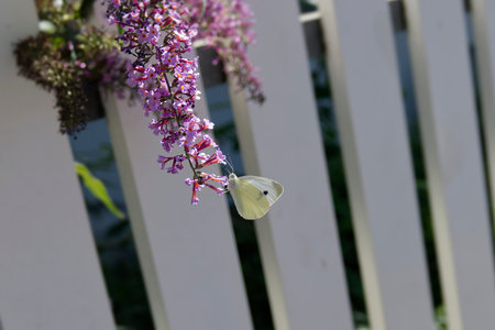 Small white butterfly (Pieris rapae) perched on summer lilac in Zurich, Switzerland