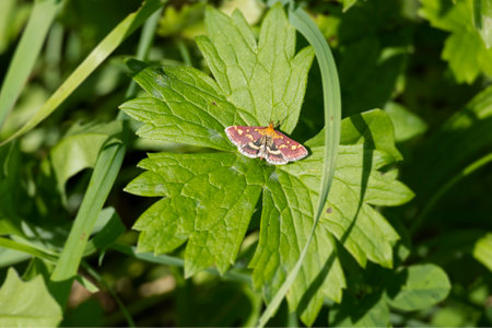 Common Purple and Gold (Pyrausta purpuralis) moth sitting on a green leaf in Zurich, Switzerlandの写真素材