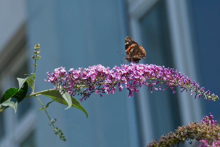 Red admiral butterfly (Vanessa Atalanta) perched on summer lilac in Zurich, Switzerland