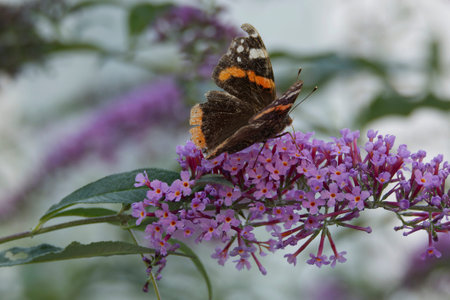 Red admiral butterfly (Vanessa Atalanta) perched on summer lilac in Zurich, Switzerland
