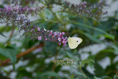 Small white butterfly (Pieris rapae) perched on summer lilac in Zurich, Switzerlandの写真素材