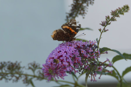 Red admiral butterfly (Vanessa Atalanta) perched on summer lilac in Zurich, Switzerlandの写真素材