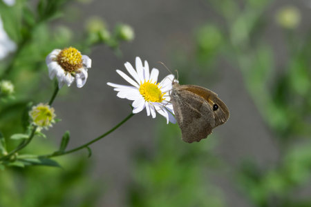 Meadow brown (maniola jurtina) butterfly sitting on a daisy in Zurich, Switzerland