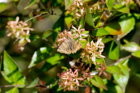 Burnet Companion (Euclidia glyphica) Moth sitting on a plant in Zurich, Switzerlandの写真素材