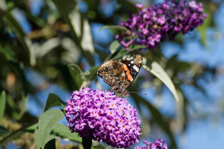 Red admiral butterfly (Vanessa Atalanta) perched on summer lilac in Zurich, Switzerlandの写真素材