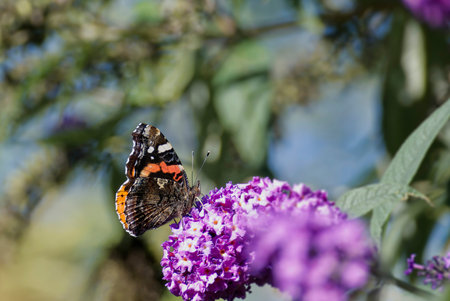 Red admiral butterfly (Vanessa Atalanta) perched on summer lilac in Zurich, Switzerland