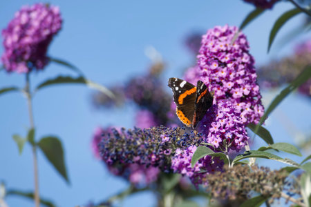 Red admiral butterfly (Vanessa Atalanta) perched on summer lilac in Zurich, Switzerland
