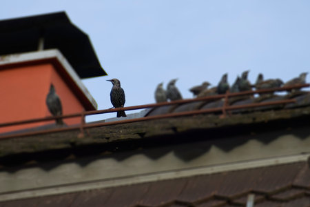 Common starling (Sturnus vulgaris) sitting on a roof in Zurich, Switzerland
