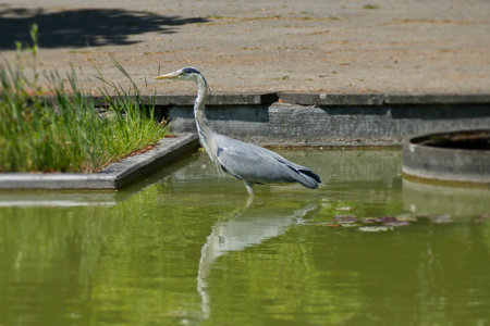 Gray Heron (Ardea cinerea) standing in a pond in Zurich, Switzerlandの写真素材
