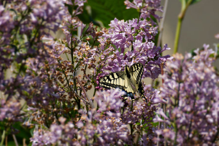 Old World Swallowtail or common yellow swallowtail (Papilio machaon) sitting on pink lilac in Zurich, Switzerlandの写真素材