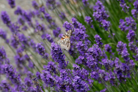 Painted Lady (Vanessa cardui) butterfly perched on lavender in Zurich, Switzerlandの写真素材