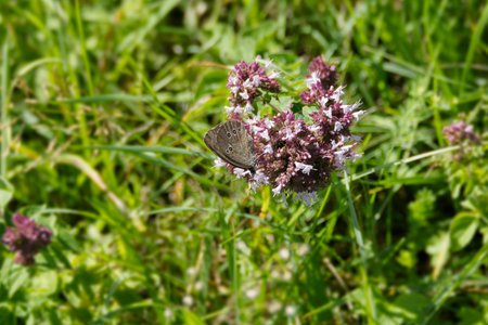 Ringlet (Aphantopus hyperantus) butterfly sitting on a pink flower