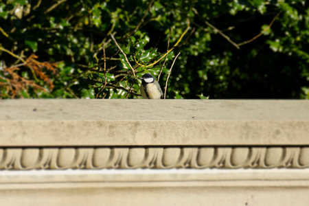 Great tit (Parus major) sitting on a stone in Zurich, Switzerlandの写真素材