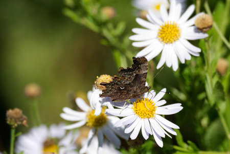 Comma butterfly (Polygonia c-album) perched on a daisy in Zurich, Switzerland