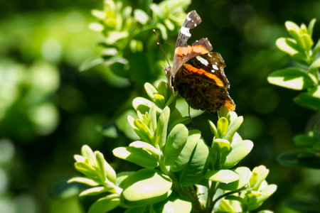 Red admiral butterfly (Vanessa Atalanta) perched on a green leaf in Zurich, Switzerlandの写真素材