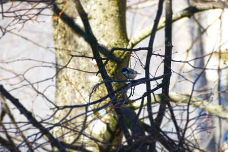 Great tit (Parus major) sitting in a tree in Zurich, Switzerlandの写真素材