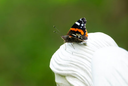 Red admiral butterfly (Vanessa Atalanta) sitting on white statue in Zurich, Switzerlandの写真素材