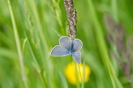 Mazarine blue (Cyaniris semiargus) butterfly sitting on a grass blade in Zurich, Switzerland