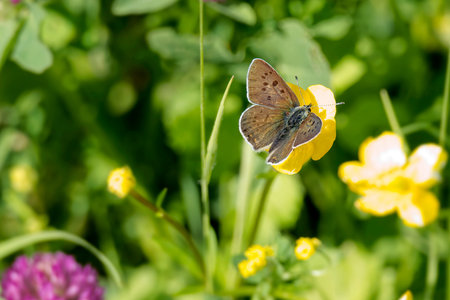 Male sooty copper butterfly (Lycaena tityrus) perched on yellow marsh marigold in Zurich,...