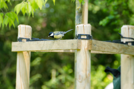 Great tit (Parus major) sitting on a wooden fence in Zurich, Switzerlandの写真素材