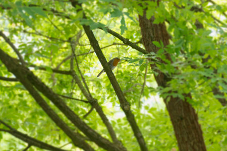European robin (Erithacus rubecula) sitting on a tree branch in Zurich, Switzerlandの写真素材