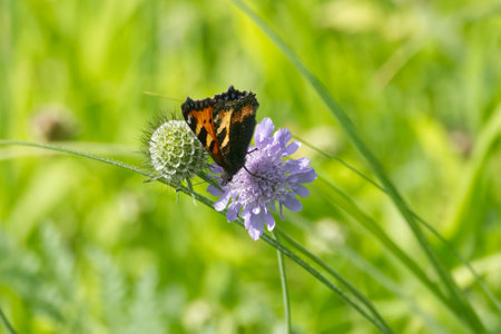 Small Tortoiseshell Butterfly (Aglais urticae) sitting on a small scabious in Zurich, Switzerlandの写真素材