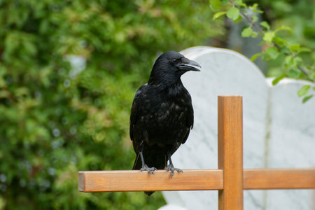 Carrion Crow (Corvus corone) sitting on a wooden cross in Zurich, Switzerlandの写真素材