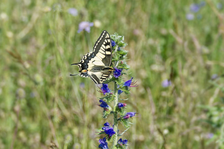Old World Swallowtail or common yellow swallowtail (Papilio machaon) sitting on blueweed in Zurich,...