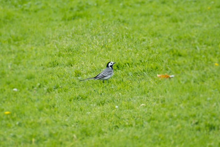White wagtail (Motacilla alba) sitting on grass in Zurich, Switzerlandの写真素材