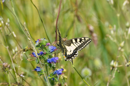 Old World Swallowtail or common yellow swallowtail (Papilio machaon) sitting on blueweed in Zurich,...