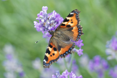 Small tortoiseshell butterfly (Aglais urticae) perched on lavender plant in Zurich, Switzerland