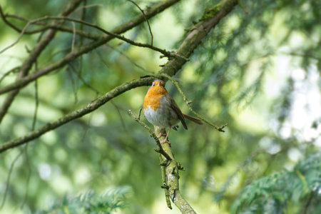European robin (Erithacus rubecula) sitting on a tree branch in Zurich, Switzerland