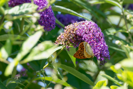 Silver-washed Fritillary (Argynnis paphia) butterfly sitting on summer lilac in Zurich, Switzerland