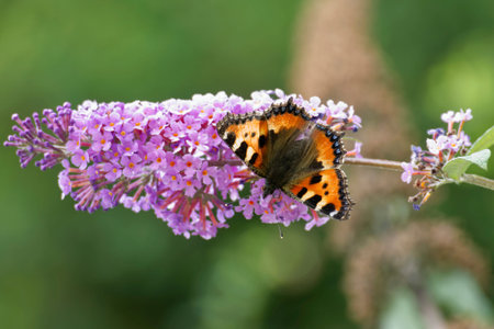 Small tortoiseshell butterfly (Aglais urticae) perched on summer lilac in Zurich, Switzerland