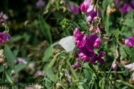 Common brimstone butterfly (Gonepteryx rhamni) sitting on a pink flower in Zurich, Switzerland