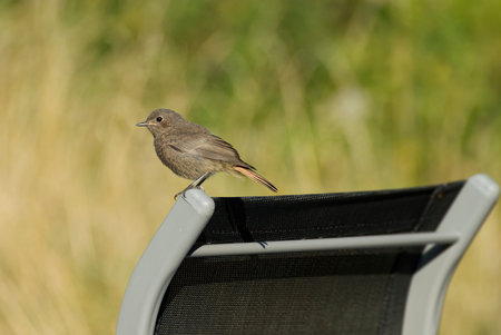 Black Redstart (Phoenicurus ochruros) sitting on black chair in Rougemont, Switzerlandの写真素材